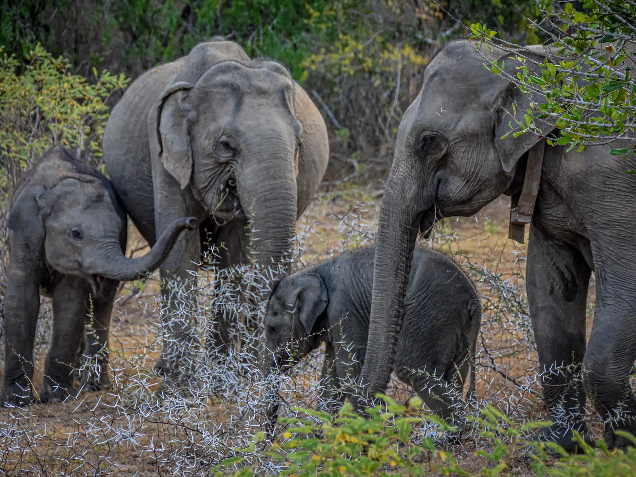 Yala wildlife view two